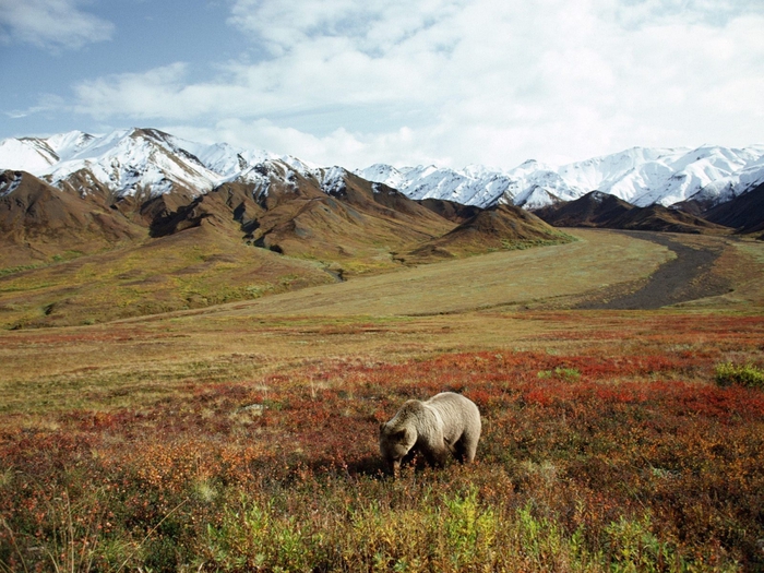 Foraging Grizzly Bear, Alaska (700x525, 332Kb)