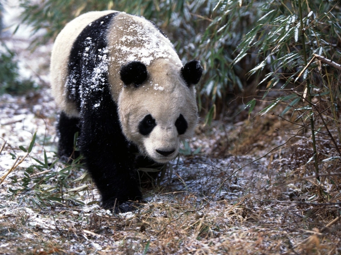 Giant Panda in Winter (700x525, 345Kb)
