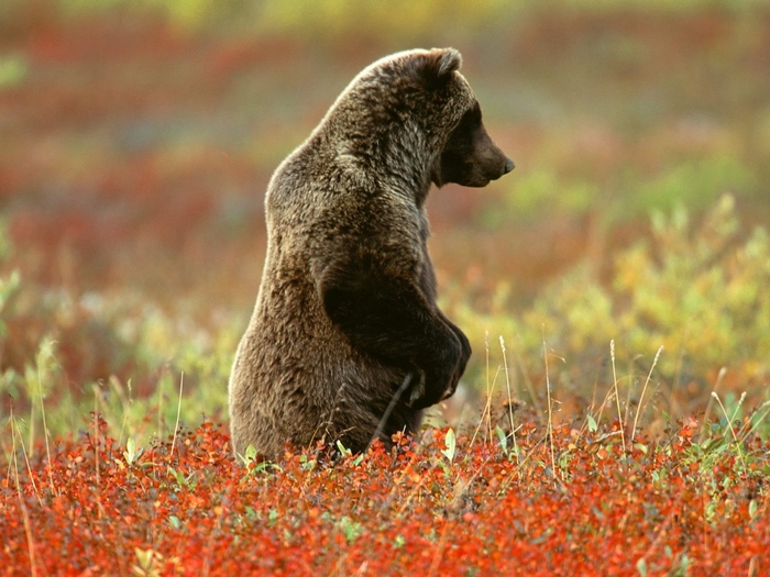 Grizzly Bear, Denali National Park, Alaska (700x525, 289Kb)