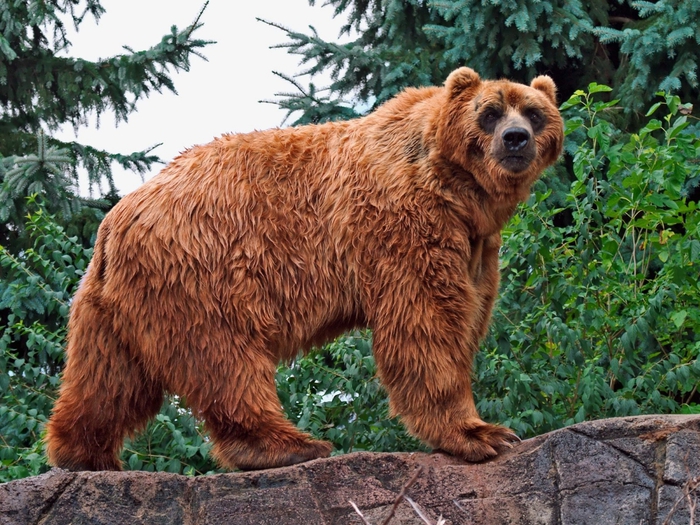 Kodiak Bear (700x525, 363Kb)