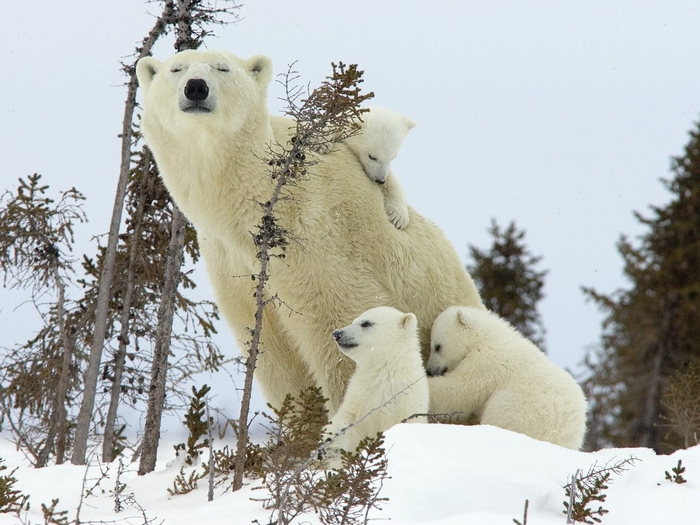 Mother Polar Bear and Cubs, Wapusk National Park, Manitoba, Canada (700x525, 283Kb)