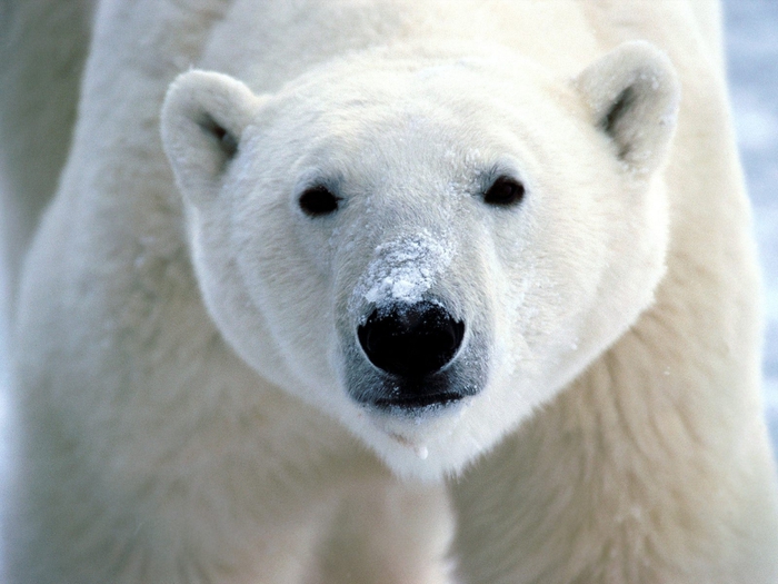 Snow on Snout, Polar Bear (700x525, 237Kb)