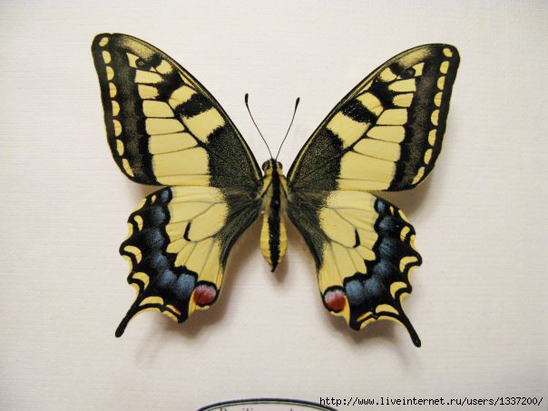 Papilio_machaon_Female1 (604x453, 135Kb)