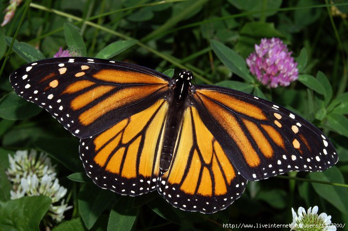Monarch_In_May (700x465, 218Kb)