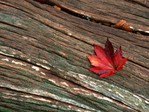  autumn_1 (700x525, 166Kb)