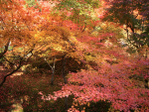  japan_F (125) (700x525, 682Kb)