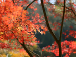  japan_F (131) (700x525, 464Kb)