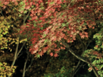  japan_F (134) (700x525, 481Kb)