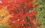  japan_F (175) (700x437, 626Kb)