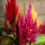  25celosia33 (480x480, 70Kb)