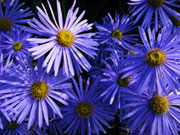 asters (180x135, 13Kb)
