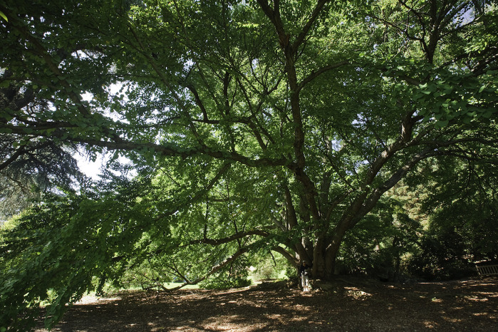 Общественный парк Morris Arboretum, Филадельфия 55242