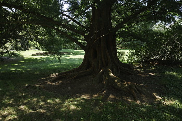 Общественный парк Morris Arboretum, Филадельфия 41762