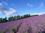  Biei_&_Furano (2) (700x525, 610Kb)