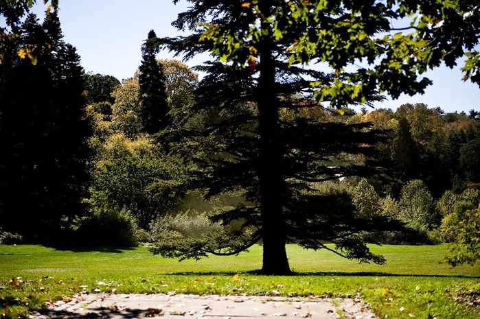 Общественный парк Morris Arboretum, Филадельфия 65254