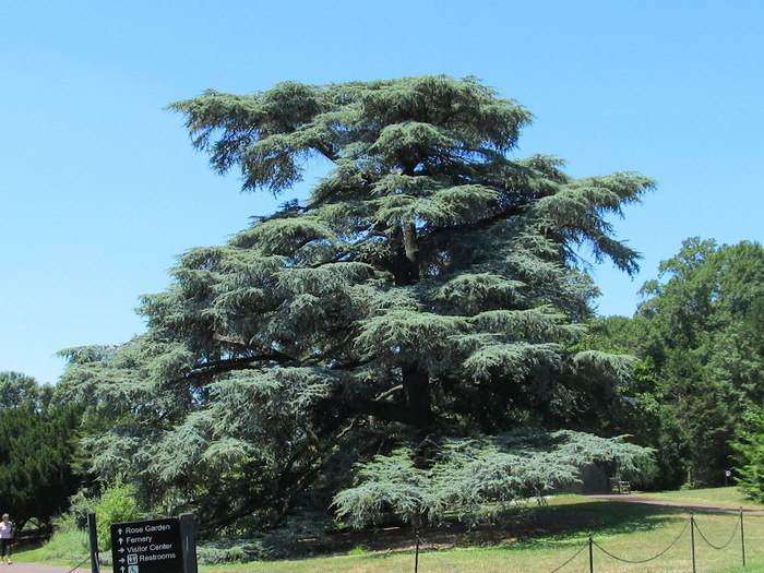 Общественный парк Morris Arboretum, Филадельфия 58486