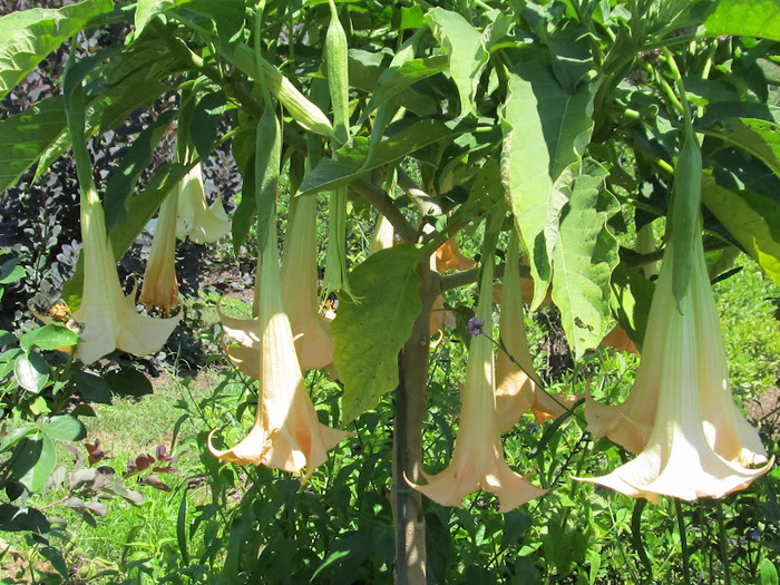 Общественный парк Morris Arboretum, Филадельфия 87526