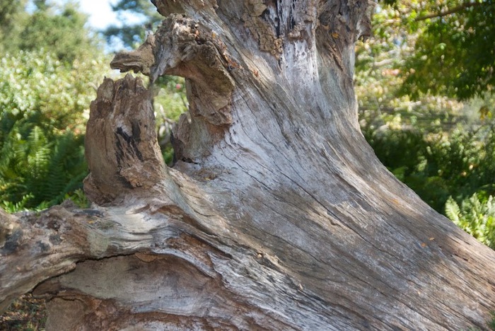 Общественный парк Morris Arboretum, Филадельфия 71911