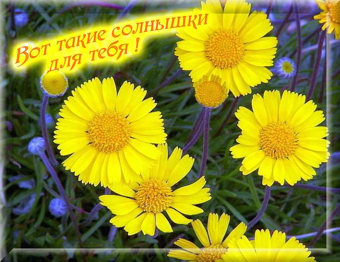 http://img1.liveinternet.ru/images/attach/c/2/84/194/84194749_57830628_20801464_solnuyshki.jpg