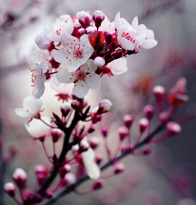 21_flower_spring_bouquet (668x700, 306Kb)