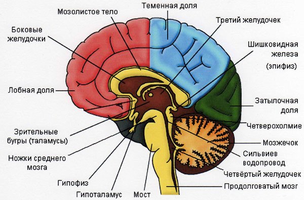 Просто интересно... - Страница 13 84090329_mozg_i