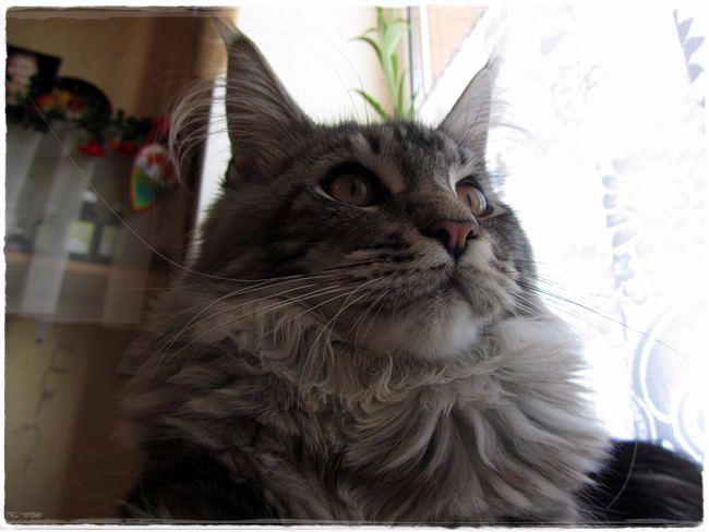 IMG_1169-20150412 (650x488, 217Kb)