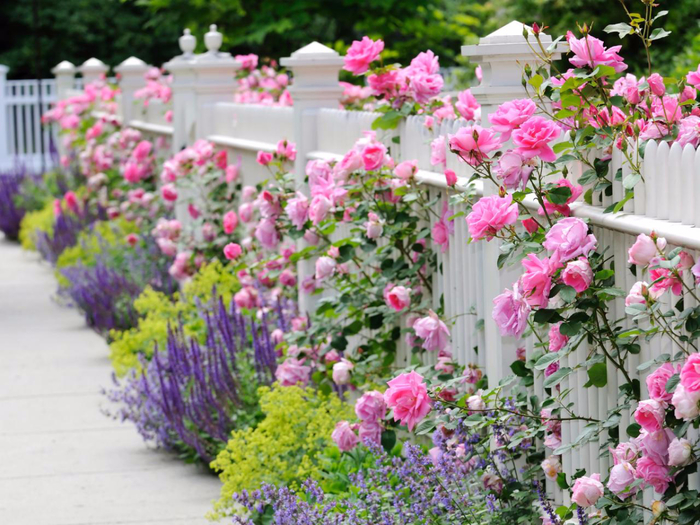 iStock-9999863_combining-plants-roses-salvia-catmint-ladys-mantle-fence_s4x3.jpg.rend.hgtvcom.1280.960 (700x525, 498Kb)