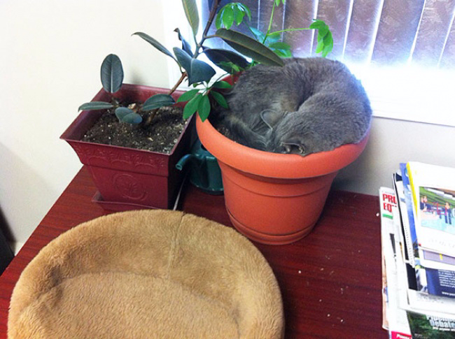 15210610-R3L8T8D-650-cat-in-flowerpot-11__605 (650x485, 313Kb)