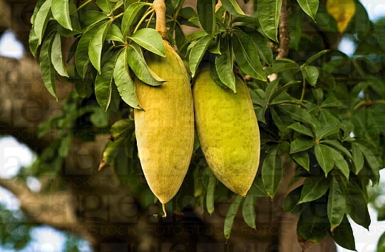 Baobab fruits (540x353, 143Kb)
