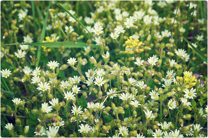 6 (700x465, 135Kb)