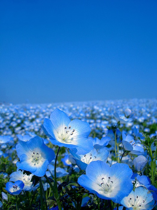 Голубые цветы (525x700, 87Kb)