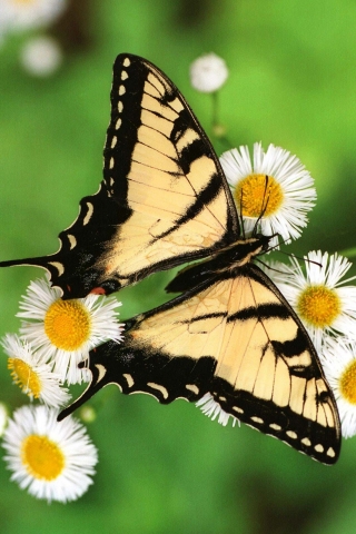 Butterfly_-_Tiger_Swallowtail (320x480, 140Kb)