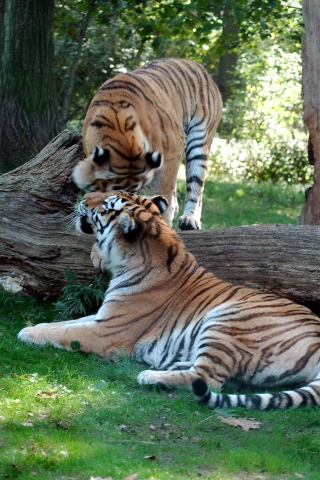 Tigers_Jungle (320x480, 171Kb)