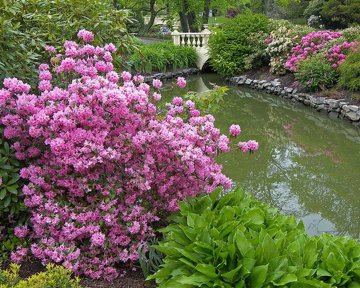 RhododendronPJM2  Flickr - Photo Sharing! (700x561, 1109Kb)