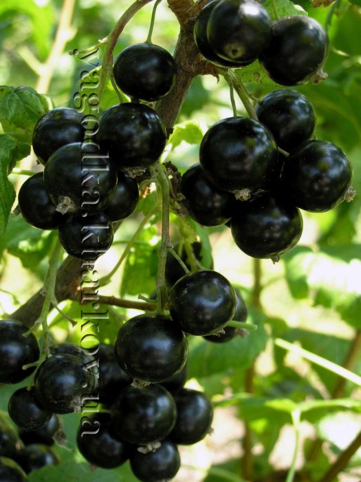 phoca_thumb_l_Blackcurrant1 (525x700, 76Kb)