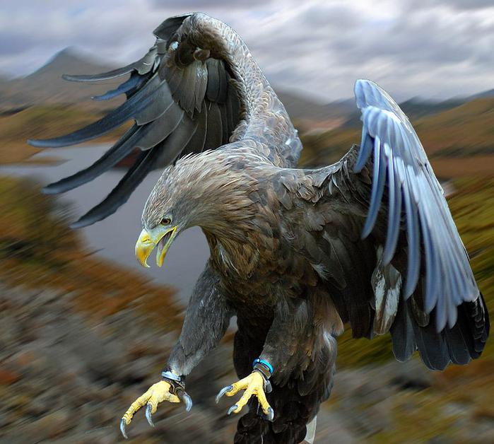 Орел - величественная хищная птица! 5 (700x628, 65Kb)
