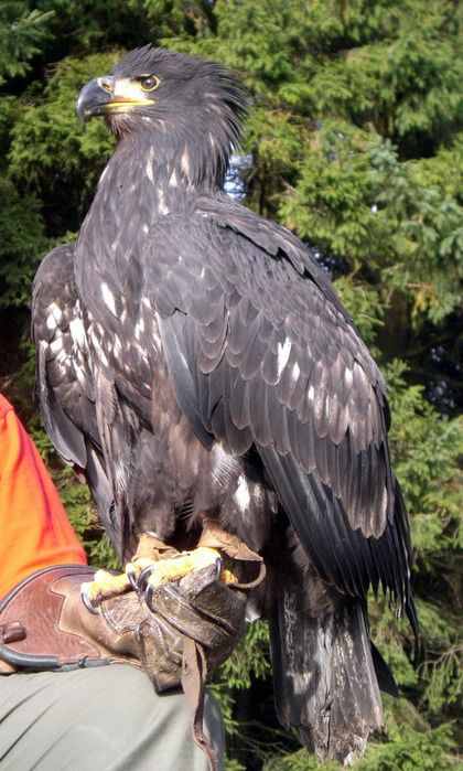 Орел - величественная хищная птица! 17 (420x700, 144Kb)