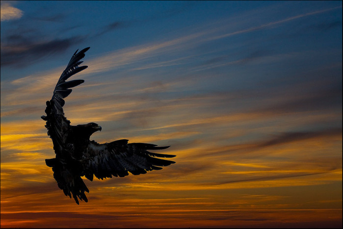 Орел - величественная хищная птица! 12 (700x467, 79Kb)