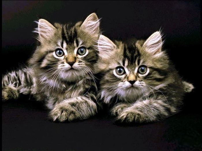 wallpapers_cats_369 (700x525, 100Kb)