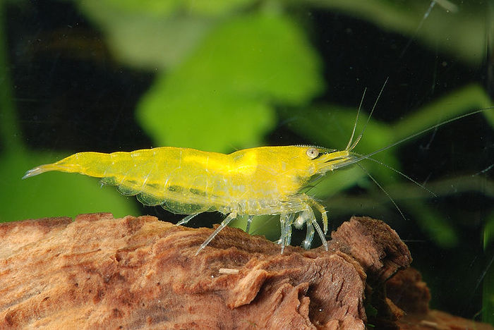 yellow shrimp (700x468, 69Kb)