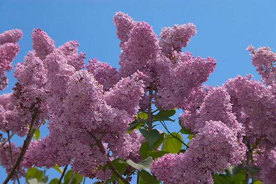 74902849_3234145_lilac_006 (543x362, 50Kb)