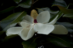  _DSC0265_1 (700x464, 230Kb)