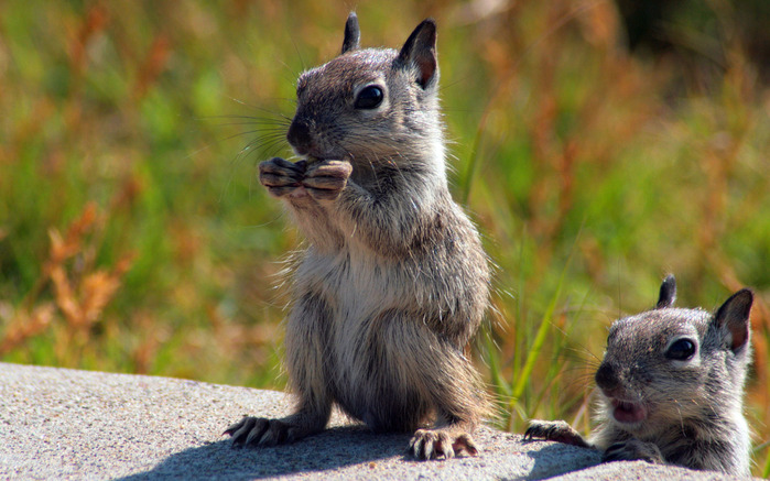 Белочки. Squirrels-Wallpapers-Widescreen_belka_zveri_ru-Mac-Animals (700x437, 124Kb)