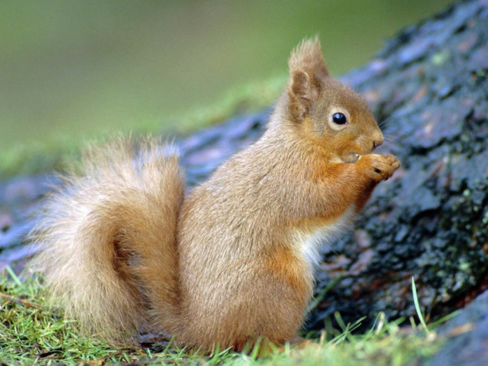 Squirrels-Fast-Foodbelka_zveri_ru (700x525, 128Kb)