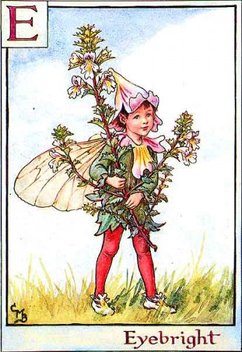 Азбука цветочных фей от Cicely Mary Barker!!!!классные феечки 1273152130_5(1) (345x500, 56Kb)