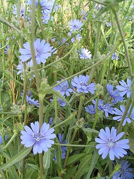 275px-Cichorium_pumilum (275x367, 39Kb)
