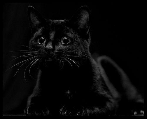 Магия черных кошек 75375905_kot022