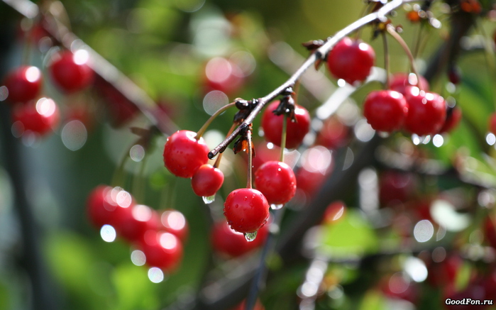 /4348076_1vishni (700x437, 144Kb)