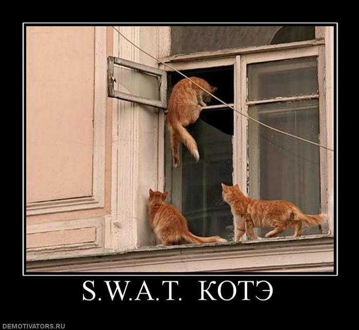 70882_swat-kote (700x643, 51Kb)