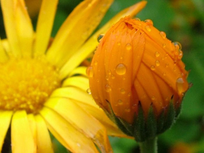 incredible-orange-flower (700x525, 97Kb)